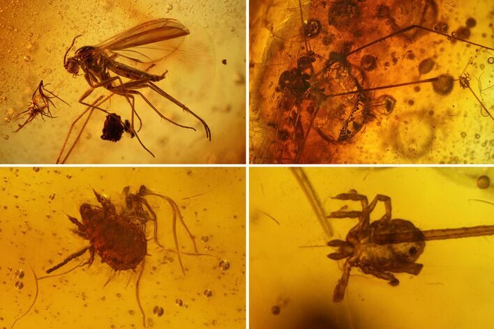 Detailed Fossil Fly, Mites & a Spider (Daddy Longleg) In Baltic Amber #139079